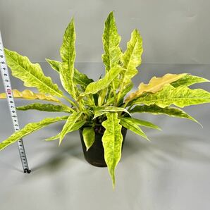 「09」3株入り！Philodendron Ring of Fire Golden Flame (Yellow Mint) フィロデンドロン リングオブファイア ゴールデンフレイム 斑入りの画像6