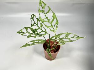 「13」モンステラ オブリクア ペルー　 Monstera obliqua Peru