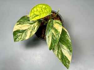 「17」　Monstera SP. Peru variegated モンステラ sp. ペルー　斑入り　Monstera Karstenianum variegated 