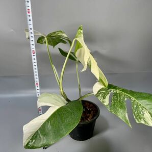 「38」MONSTERA ALBO BORSIGIANA VARIEGATA 白斑 モンステラ アルボ ボルシギアナ 斑入り の画像6