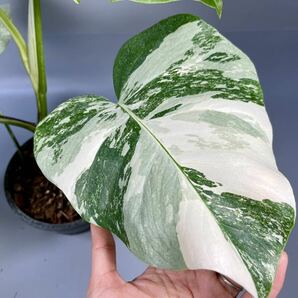 「38」MONSTERA ALBO BORSIGIANA VARIEGATA 白斑 モンステラ アルボ ボルシギアナ 斑入り の画像4