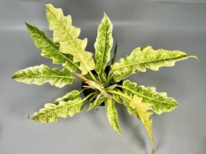 「13」Philodendron Ring of Fire Golden Flame (Yellow Mint) フィロデンドロン リングオブファイア ゴールデンフレイム 斑入り