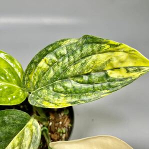 「24」 Monstera SP. Peru variegated モンステラ sp. ペルー 斑入り Monstera Karstenianum variegated の画像4