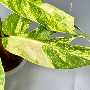 「27」エピプレムナムピナツム ゴールデンフレイム 斑入り Epipremnum Golden Flame Variegated の画像5