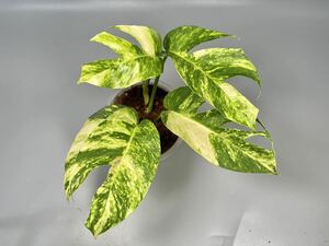 「27」エピプレムナムピナツム ゴールデンフレイム　斑入り　Epipremnum Golden Flame Variegated 