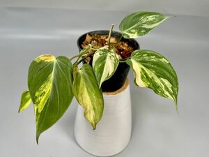 「40」フィロデンドロン・ミカンス　斑入り　Philodendron micans variegated