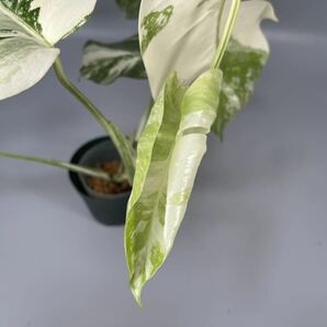 「43」MONSTERA ALBO BORSIGIANA VARIEGATA 白斑 モンステラ アルボ ボルシギアナ 斑入り の画像5