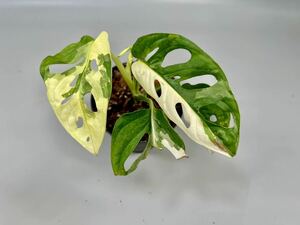 「44」Monstera Adansonii Variegata マドカズラ　斑入り　モンステラ アダンソニー　バリエガータ　