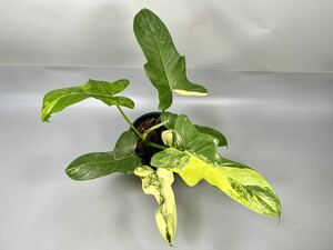 「46」フィロデンドロン・ビペンニフォリウム・ヴァイオリン 斑入り　Philodendron bipennifolium ‘Violin’ Variegated 観葉植物 