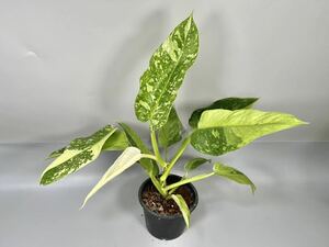 「48」Philodendron Jose Bruno フィロデンドロン　ジョーズブルノ　斑入り