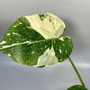 「19」 モンステラ デリシオーサ タイコンステレーション 斑入り Monstera Thai Constellation Variegata の画像3