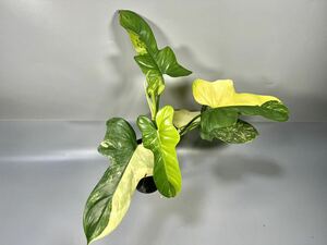 「31」フィロデンドロン・ビペンニフォリウム・ヴァイオリン 斑入り　Philodendron bipennifolium ‘Violin’ Variegated 観葉植物 