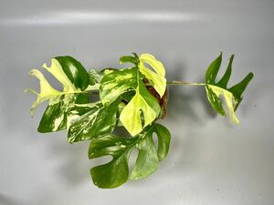 「32」Monstera Rhaphidophora tetrasperma variegata ラフィドフォラ テトラスペルマ斑入り ヒメモンステラ斑入り