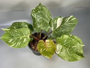 「40」フィロデンドロン・ホワイト・ナイトマーブル　斑入り　Philodendron White Knight Marble