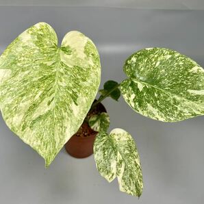 「01」Monstera Deliciosa Green Snow モンステラ・デリシオーサ・グリーン スノーの画像1