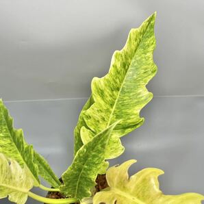 「02」Philodendron Ring of Fire Golden Flame (Yellow Mint) フィロデンドロン リングオブファイア ゴールデンフレイム 斑入りの画像4