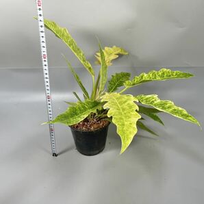「02」Philodendron Ring of Fire Golden Flame (Yellow Mint) フィロデンドロン リングオブファイア ゴールデンフレイム 斑入りの画像6