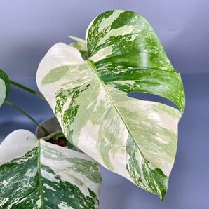 「18」MONSTERA ALBO BORSIGIANA VARIEGATA 白斑 モンステラ アルボ ボルシギアナ 斑入りの画像2