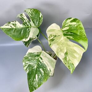 「18」MONSTERA ALBO BORSIGIANA VARIEGATA 白斑 モンステラ アルボ ボルシギアナ 斑入りの画像1