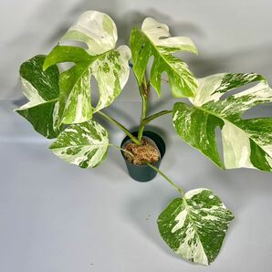 「20」MONSTERA ALBO BORSIGIANA VARIEGATA 白斑 モンステラ アルボ ボルシギアナ 斑入りの画像1