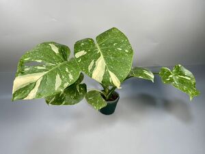 「24」 モンステラ デリシオーサ タイコンステレーション 斑入り Monstera Thai Constellation Variegata 