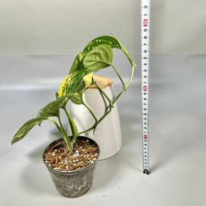 「38」 Monstera SP. Peru variegated モンステラ sp. ペルー 斑入り Monstera Karstenianum variegated の画像6