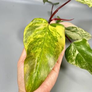 「40」フィロデンドロン・ストロベリーシェイク 斑入り Philodendron strawberry shake variegated の画像2