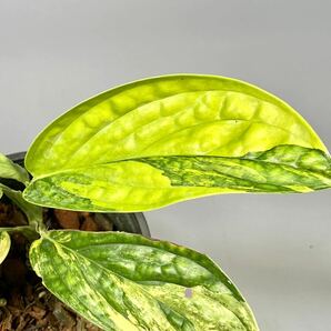 「41」 Monstera SP. Peru variegated モンステラ sp. ペルー 斑入り Monstera Karstenianum variegated の画像2