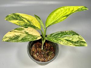 「41」　Monstera SP. Peru variegated モンステラ sp. ペルー　斑入り　Monstera Karstenianum variegated 