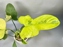 「44」フィロデンドロン・ビペンニフォリウム・ヴァイオリン 斑入り　Philodendron bipennifolium ‘Violin’ Variegated 観葉植物 _画像2