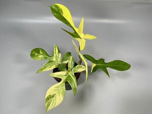 「20」フィロデンドロンフロリダビューティー斑入り　philodendron Florida beauty variegata 