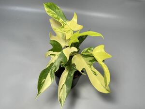 「21」フィロデンドロンフロリダビューティー斑入り　philodendron Florida beauty variegata 