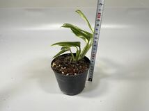 「24」Monstera Standleyana Aurea variegata モンステラ スタンデリアナ オーリア 斑入り_画像4