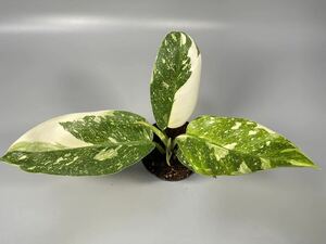 「26」Philodendron Green Congo hybrid variegated フィロデンドロン グリーン コンゴ 斑入り