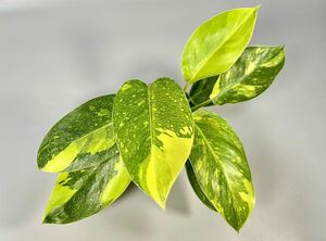 「32」Philodendron Green Congo hybrid variegated フィロデンドロン グリーン コンゴ 斑入り