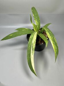 「03」アンスリウム ビッタリフォリウム 斑入り Anthurium Vittarifolium Variegated (Anthurium Necktie) アンスリウム ネクタイ 観葉植物