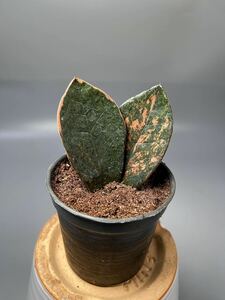 「03」 ザミオクルカス ブラック ピンクバリエガータ斑入りZZ plant Variegated (zamioculcas zamiifolia raven black pink) 観葉植物