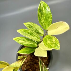 「08」ザミオクルカス ザミーフォリア 斑入りZZ plant Variegated (Zamioculcas Zamiifolia) 観葉植物の画像2