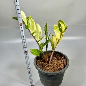 「08」ザミオクルカス ザミーフォリア 斑入りZZ plant Variegated (Zamioculcas Zamiifolia) 観葉植物の画像6