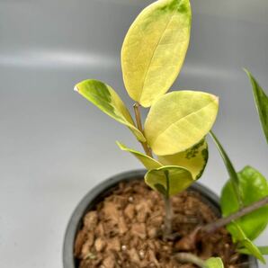 「08」ザミオクルカス ザミーフォリア 斑入りZZ plant Variegated (Zamioculcas Zamiifolia) 観葉植物の画像4