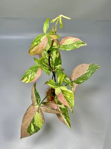 「33」Syngonium redspot tricolor シンゴニウム レッド スポット トリカラー 斑入り 