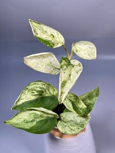 「35」スキンダプサス ジェイド サテン マーブルクイーン 斑入り Scindapsus Jade Satin Marble Queen Variegated