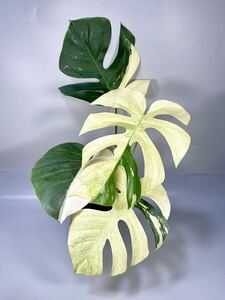 「01」　モンステラ ボルシギアナ ミント　斑入り　Monstera Borsigiana Mint Variegated 