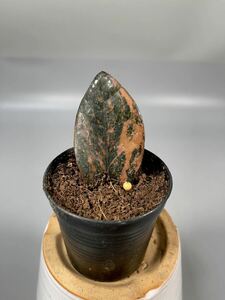 「02」 ザミオクルカス ブラック ピンクバリエガータ斑入りZZ plant Variegated (zamioculcas zamiifolia raven black pink) 観葉植物