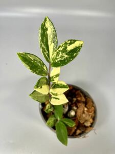 「11」ザミオクルカス ザミーフォリア 斑入りZZ plant Variegated (Zamioculcas Zamiifolia) 観葉植物
