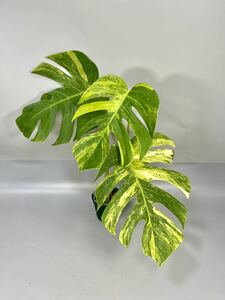 「33」モンステラ　ボルシギアナ　オーレア 斑入り Monstera borsigiana Aurea Variegata 