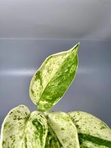 「07」スキンダプサス ジェイド サテン マーブルクイーン 斑入り Scindapsus Jade Satin Marble Queen Variegated_画像2