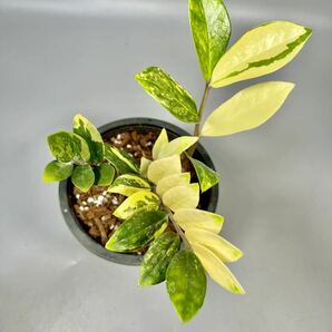 「09」ザミオクルカス ザミーフォリア 斑入りZZ plant Variegated (Zamioculcas Zamiifolia) 観葉植物の画像1