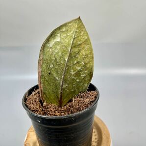 「14」 ザミオクルカス ブラック ピンクバリエガータ斑入りZZ plant Variegated (zamioculcas zamiifolia raven black pink) 観葉植物の画像2