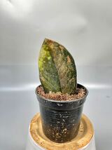 「14」 ザミオクルカス ブラック ピンクバリエガータ斑入りZZ plant Variegated (zamioculcas zamiifolia raven black pink) 観葉植物_画像1